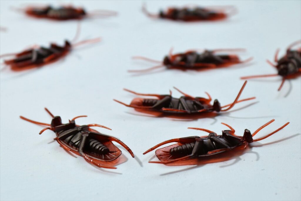 How Long After Pest Control Do Bugs Die?